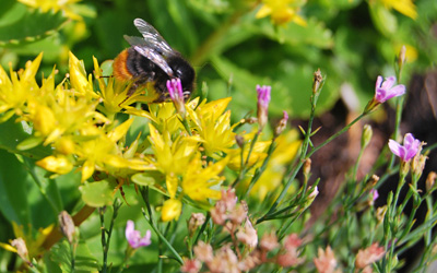 Hummel auf Sedum-Pflanze